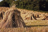 Harvested wheat