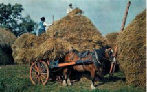 Ireland hay stacking 1940's