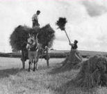 Ireland taking harvested oats to haggard for threshing